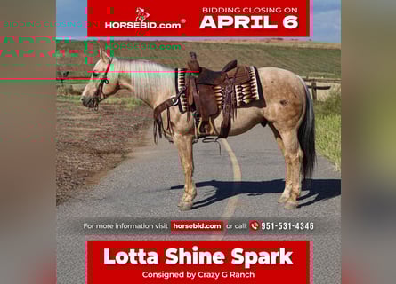 American Quarter Horse, Wałach, 10 lat, 147 cm, Izabelowata