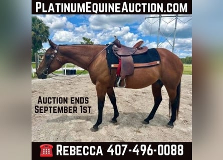 American Quarter Horse, Wałach, 10 lat, 150 cm, Gniada
