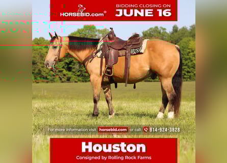 American Quarter Horse, Wałach, 10 lat, 150 cm, Jelenia