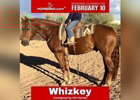 American Quarter Horse, Wałach, 10 lat, 152 cm, Cisawa