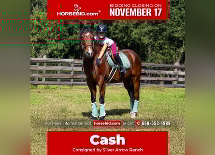 American Quarter Horse, Wałach, 10 lat, 152 cm, Gniada