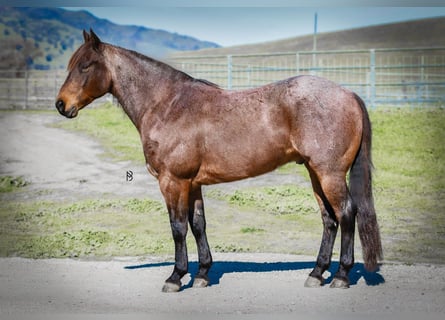 American Quarter Horse, Wałach, 10 lat, 152 cm, Gniadodereszowata