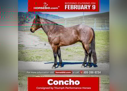 American Quarter Horse, Wałach, 10 lat, 152 cm, Gniadodereszowata