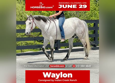 American Quarter Horse, Wałach, 10 lat, 152 cm, Siwa