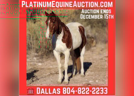 American Quarter Horse, Wałach, 10 lat, 152 cm, Tobiano wszelkich maści