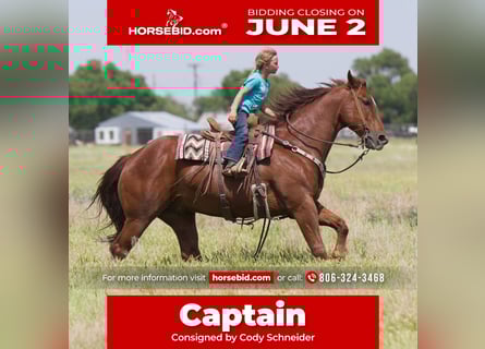 American Quarter Horse, Wałach, 10 lat, 155 cm, Cisawa