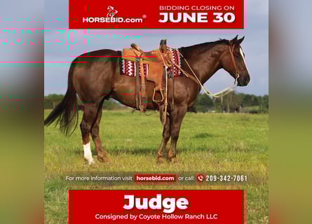 American Quarter Horse, Wałach, 10 lat, 157 cm, Ciemnokasztanowata