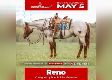 American Quarter Horse, Wałach, 10 lat, 157 cm, Kasztanowatodereszowata