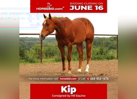 American Quarter Horse Mix, Wałach, 10 lat, 160 cm, Cisawa