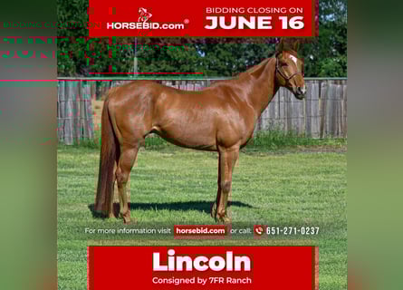 American Quarter Horse, Wałach, 10 lat, 165 cm, Cisawa