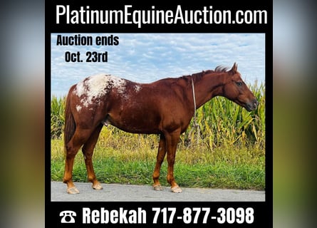 American Quarter Horse, Wałach, 10 lat, Ciemnokasztanowata