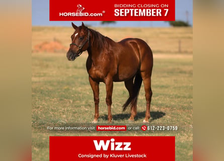 American Quarter Horse, Wałach, 10 lat, Cisawa