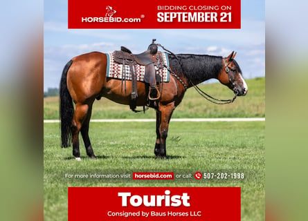 American Quarter Horse, Wałach, 10 lat, Gniada