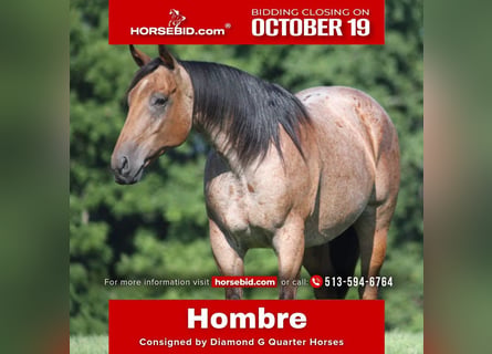 American Quarter Horse, Wałach, 10 lat, Gniadodereszowata