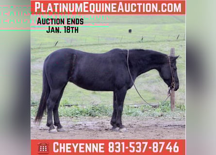 American Quarter Horse, Wałach, 11 lat, 135 cm, Kara