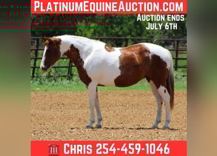American Quarter Horse, Wałach, 11 lat, 147 cm, Ciemnokasztanowata
