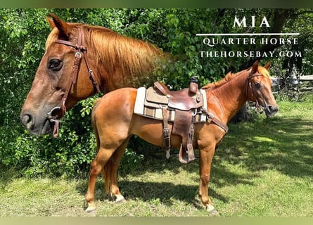 American Quarter Horse, Wałach, 11 lat, 147 cm, Cisawa