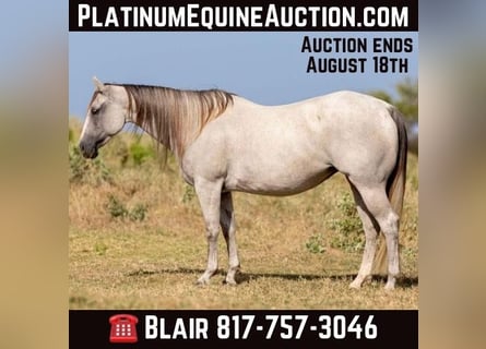 American Quarter Horse, Wałach, 11 lat, 147 cm, Siwa