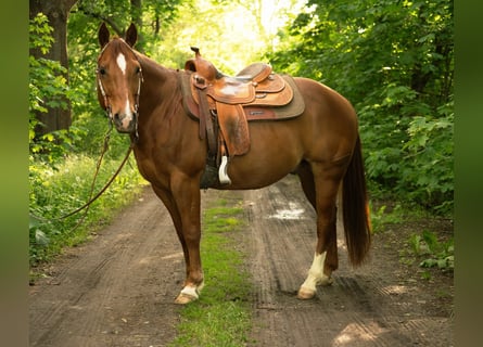 American Quarter Horse, Wałach, 11 lat, 148 cm, Ciemnokasztanowata