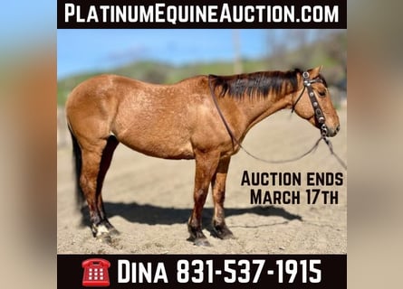 American Quarter Horse, Wałach, 11 lat, 150 cm, Bułana
