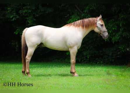 American Quarter Horse, Wałach, 11 lat, 150 cm, Szampańska