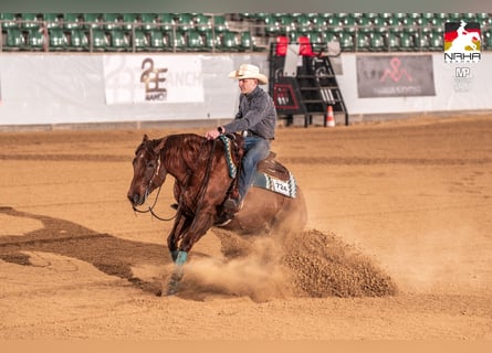 American Quarter Horse, Wałach, 11 lat, 151 cm, Ciemnokasztanowata