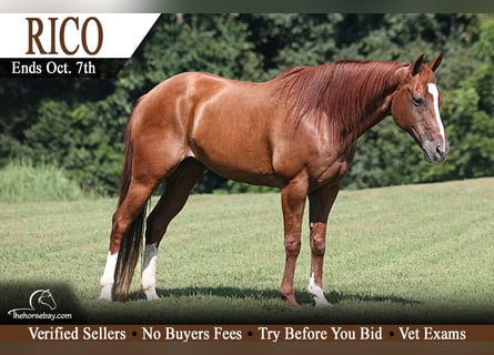 American Quarter Horse, Wałach, 11 lat, 152 cm, Ciemnokasztanowata