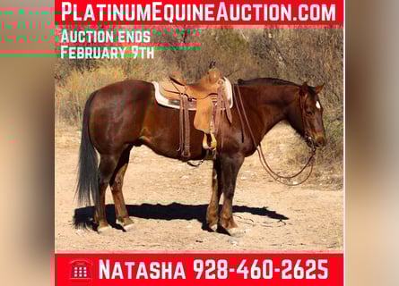 American Quarter Horse, Wałach, 11 lat, 152 cm, Ciemnokasztanowata