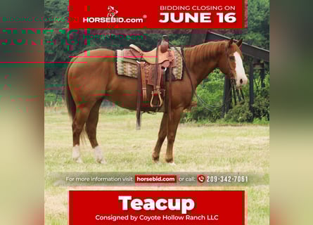 American Quarter Horse, Wałach, 11 lat, 152 cm, Cisawa
