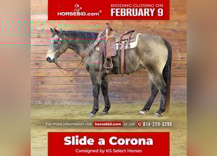 American Quarter Horse, Wałach, 11 lat, 152 cm, Jelenia