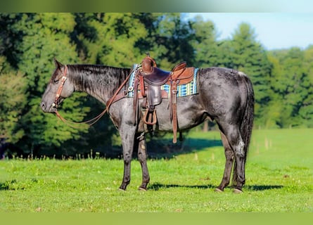 American Quarter Horse, Wałach, 11 lat, 152 cm, Karodereszowata