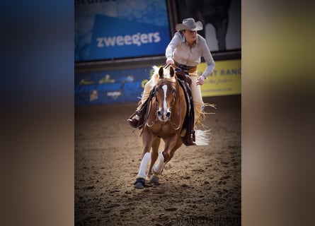 American Quarter Horse, Wałach, 11 lat, 152 cm, Kasztanowata