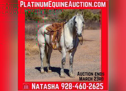 American Quarter Horse, Wałach, 11 lat, 155 cm, Siwa