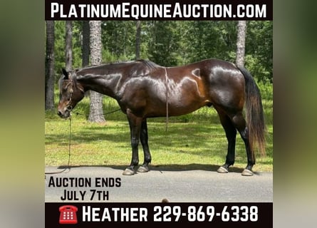 American Quarter Horse, Wałach, 11 lat, 157 cm, Gniada