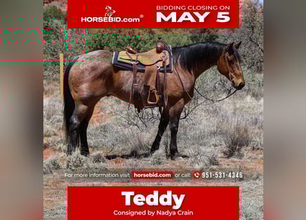 American Quarter Horse, Wałach, 11 lat, 157 cm, Gniadodereszowata