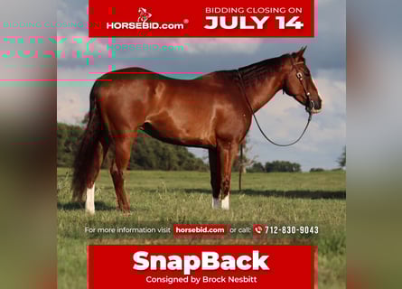 American Quarter Horse, Wałach, 11 lat, 160 cm, Cisawa