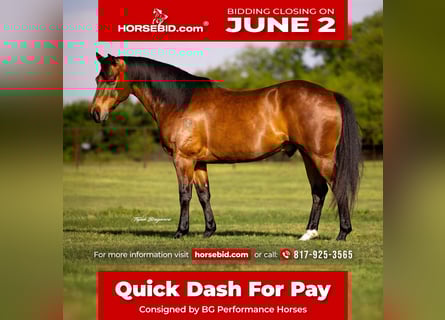 American Quarter Horse, Wałach, 11 lat, 163 cm, Gniada