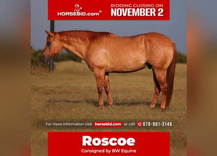 American Quarter Horse, Wałach, 11 lat, Bułana