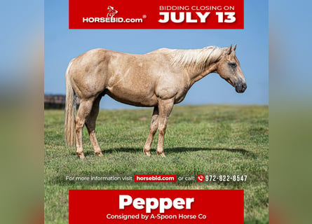 American Quarter Horse, Wałach, 11 lat, Izabelowata