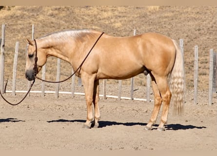 American Quarter Horse, Wałach, 11 lat, Izabelowata