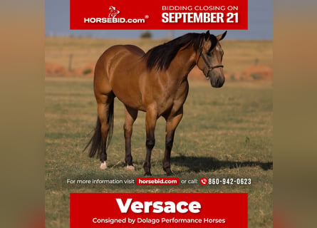 American Quarter Horse, Wałach, 11 lat, Jelenia