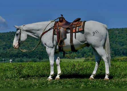 American Quarter Horse, Wałach, 11 lat, Siwa