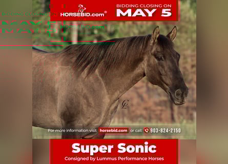 American Quarter Horse, Wałach, 12 lat, 147 cm, Grullo