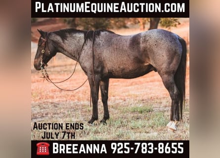 American Quarter Horse, Wałach, 12 lat, 150 cm, Karodereszowata