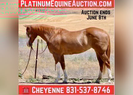 American Quarter Horse, Wałach, 12 lat, 152 cm, Ciemnokasztanowata