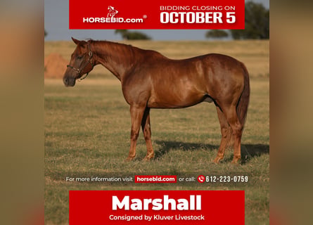 American Quarter Horse, Wałach, 12 lat, 152 cm, Cisawa