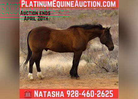 American Quarter Horse, Wałach, 12 lat, 152 cm, Gniada