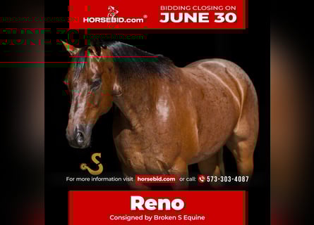 American Quarter Horse, Wałach, 12 lat, 152 cm, Gniadodereszowata