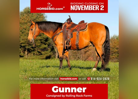 American Quarter Horse, Wałach, 12 lat, 152 cm, Jelenia