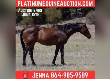 American Quarter Horse, Wałach, 12 lat, 155 cm, Gniada